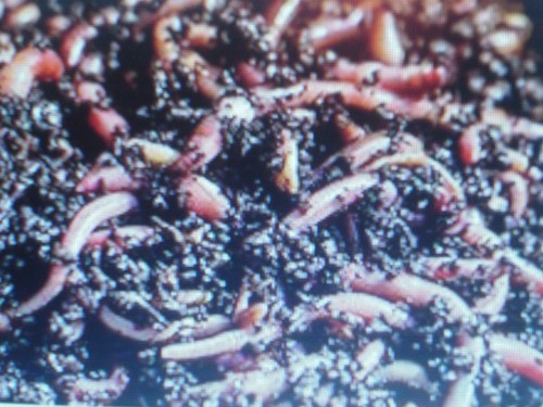 Lombrics vers de compost - lombrics,