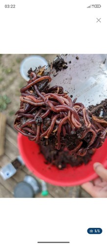 Lombrics vers de compost - /,